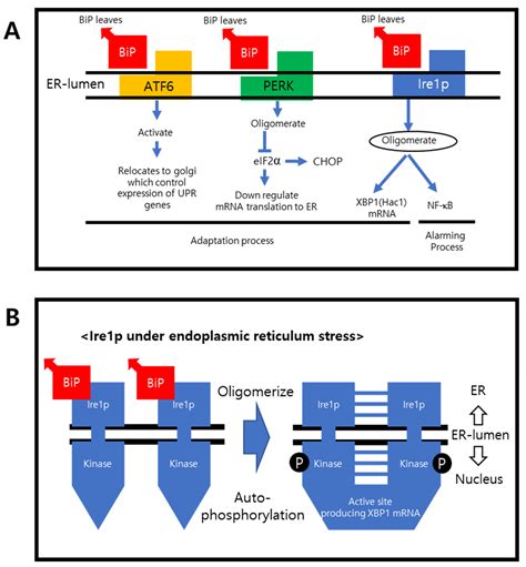 Ijms Free Full Text Endocrine Disrupting Chemicals And Their Adverse Effects On The