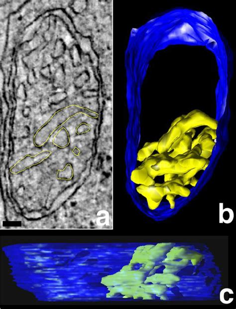 Rod Mitochondria Have Both Tubular And Lamellar Cristae Segments A Download Scientific