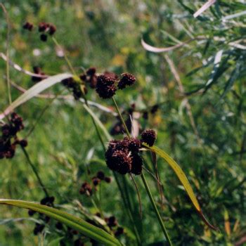 Scirpus Atrovirens Green Mountain Natives