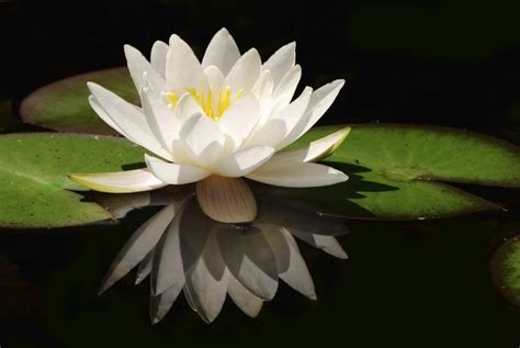 White Lotus Flower - Flower HD Wallpapers, Images, PIctures, Tattoos ...