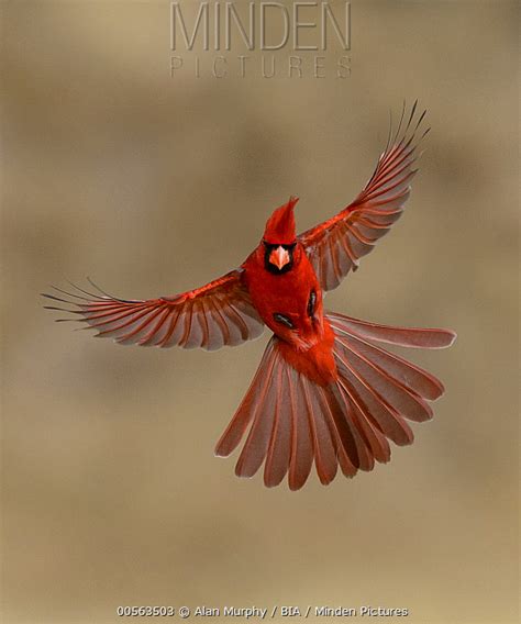 Minden Pictures stock photos - Northern Cardinal (Cardinalis cardinalis ...