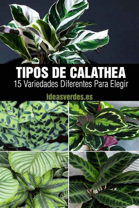 Tipos De Calathea Conoce Variedades Incre Bles Para Tener En Casa