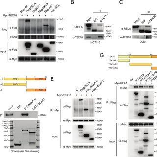 TEX10 depletion reduces NFκB activity A Gene set enrichment analysis