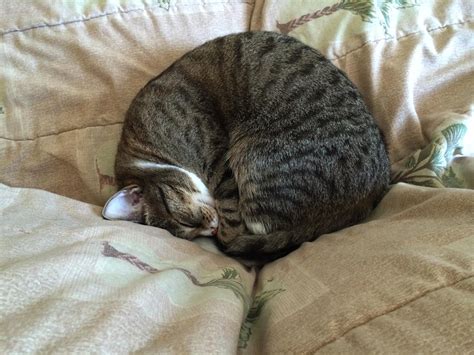 I Caught My Cat Sleeping Naked On The Sofa R Notinteresting