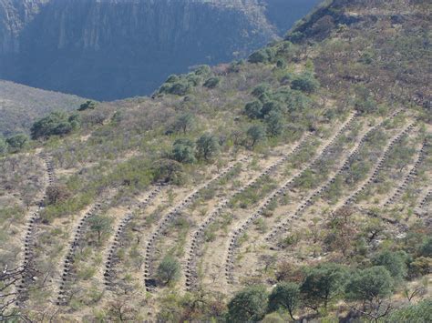 Con drones buscarán reforestar los bosques de Sonora y Chihuahua