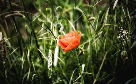 Hintergrundbilder Blumen Natur Gras Grün Blume Mohn Flora