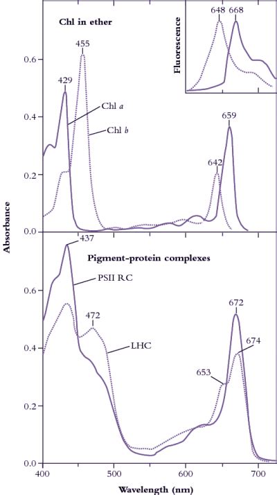 Chlorophyll Absorption Spectrum