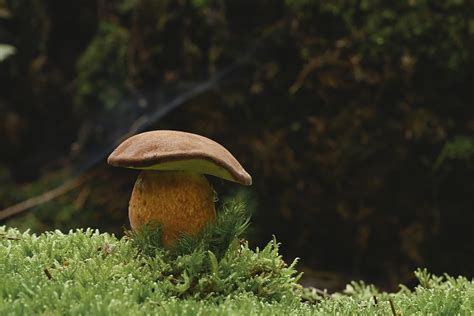 Mushroom Moss Forest Free Photo On Pixabay Pixabay