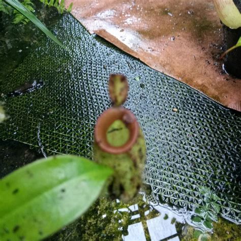 Jual Nepenthes Ampullaria Kantong Semar Tanaman Hias Tanaman Karnivora