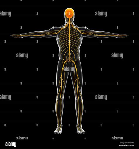 Illustration nervensystem Fotos und Bildmaterial in hoher Auflösung