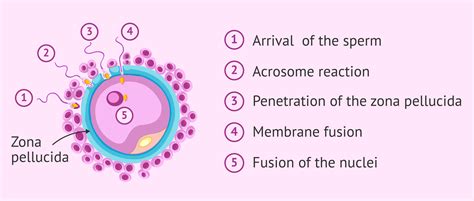 What is the acrosome reaction?