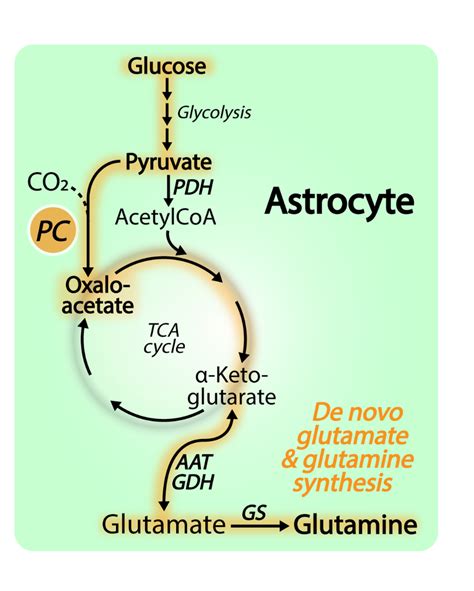 Pyruvate carboxylase activity ensures sufficient anaplerosis for de... | Download Scientific Diagram