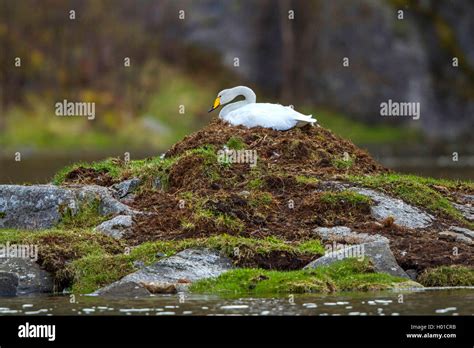 Singschwan Sing Schwan Cygnus Cygnus Bruetet Norwegen Lofoten