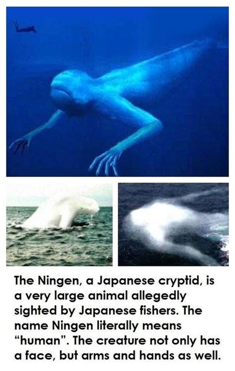 Ningen Information