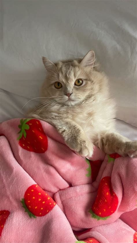 A Cat Laying On Top Of A Pink Blanket Covered In Strawberry Print Blankets And Pillows