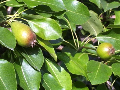Груша обыкновенная - Pyrus communis