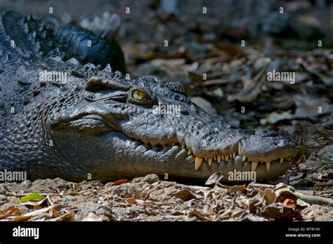 Crocodylus siamensis khao hi-res stock photography and images - Alamy