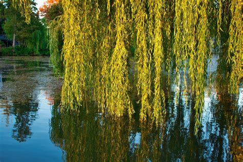 2000 Free Weeping Willow And Nature Images Pixabay