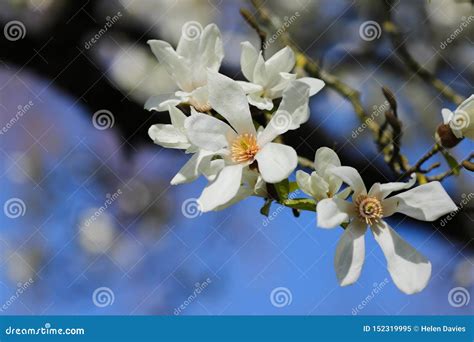 White Magnolia Tree in Full Bloom Stock Image - Image of botany ...