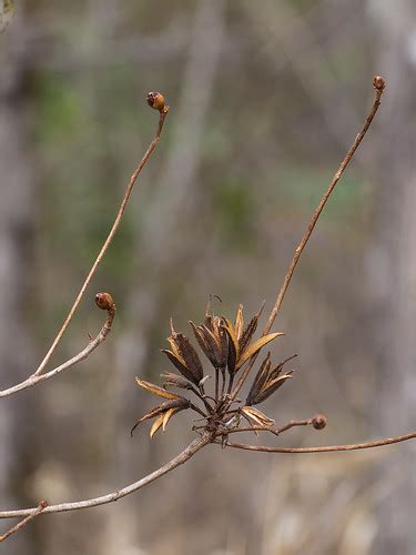 Rhododendron Periclymenoides Pinxter Azalea Seed Capsule Flickr