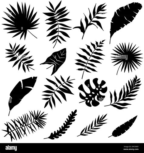 Tropical Leaves Vector Set Of Palm Leaves Silhouettes Isolated On