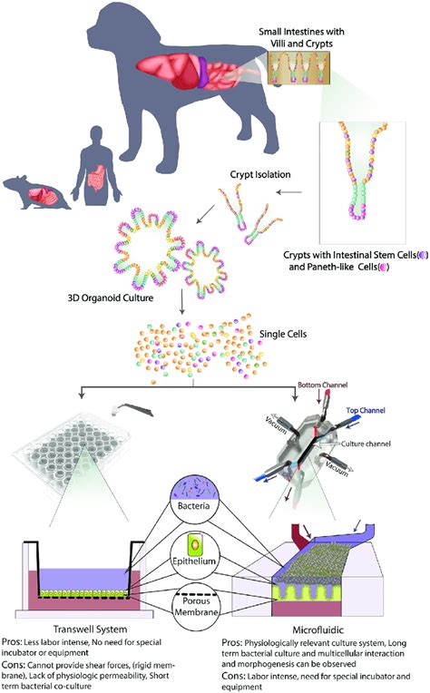 Schematic Of Organoid D Culture Development And Integration Into