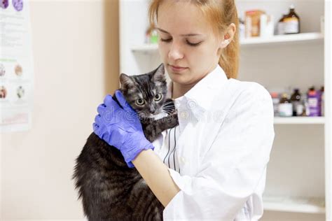 Female Veterinarian Examining A Cat In A Vet Clinic Stock Image Image