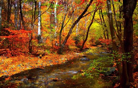 Wallpaper autumn, forest, leaves, trees, stream, forest, Nature