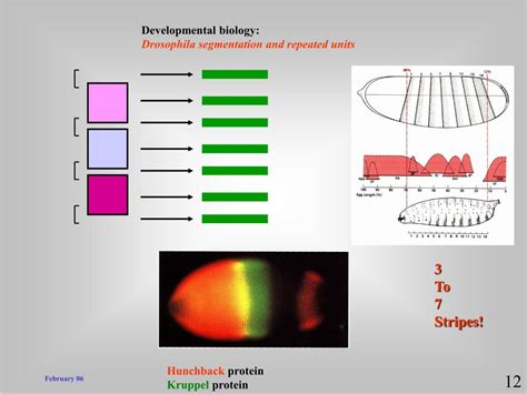 Ppt Developmental Biology Drosophila Segmentation And Repeated Units