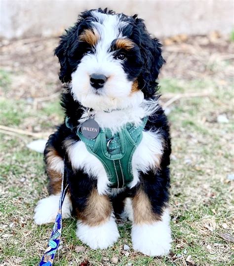 Bernedoodle Puppies