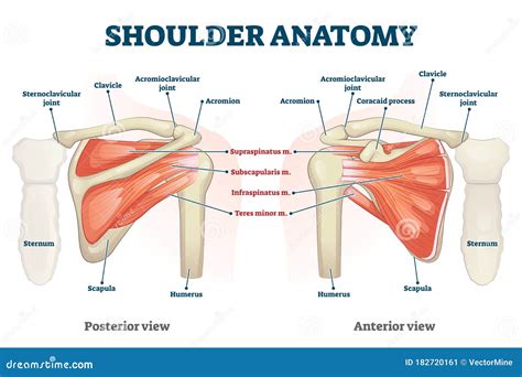 shoulder anatomy . labeled skeleton and muscle scheme. Coloso