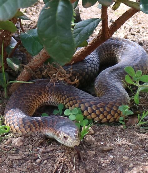 LOWLAND COPPERHEAD SNAKE (Austrelaps Superbus)