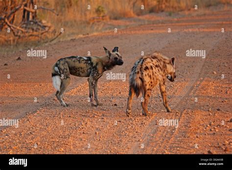 Hyena hunting Wild Dogs Stock Photo - Alamy