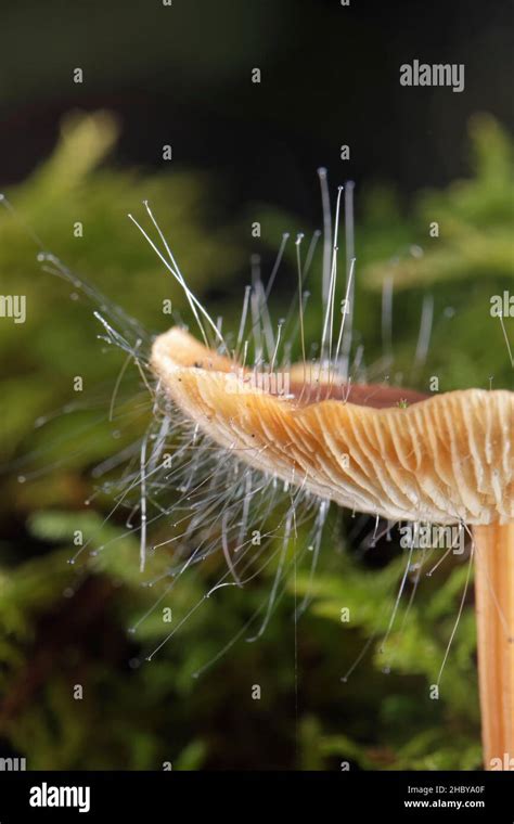 Bonnet Pin Mould Spinellus Fusiger Growing From The Cap Of A Russet