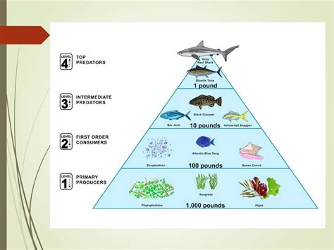 Lecture Ppt Food Chain Food Web Ecological Pyramids Ppt