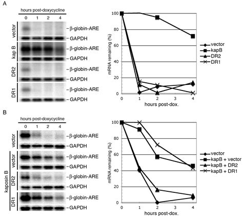 Phosphorylation And Function Of The Kaposin B Direct Repeats Of Kaposi