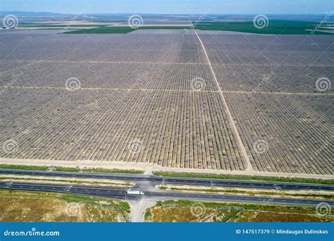 Pistachios And Almonds Field In California United States Stock Image