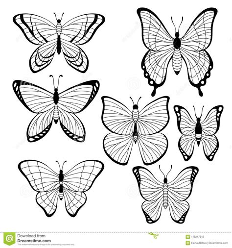 El Blanco Negro Gráfico Determinado De La Mariposa Aisló Vector Del