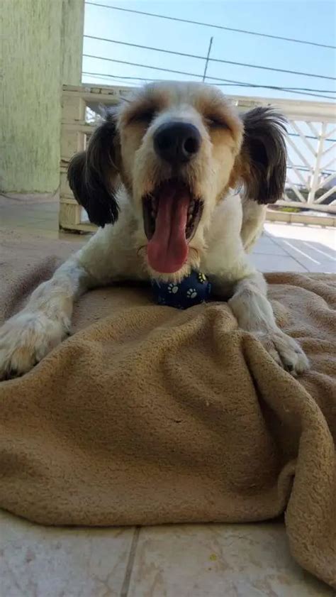 Adoção de Cachorro Santo André SP ME ADOTA 1 ano Raça SRD