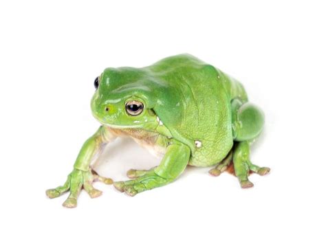 White S Tree Frog Litoria Caerulea Captive Bred White S Tree