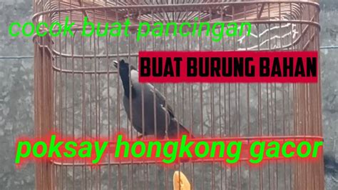 Poksay Hongkong Gacor Cocok Buat Pancingan Burung Bahan YouTube