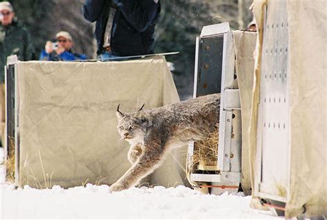 Reintroduction Of The Lynx In Colorado 20 Years Later