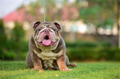 8 English Bulldog Colors & Markings (With Pictures) | Hepper