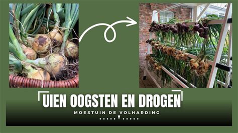 Uien Oogsten En Drogen I Moestuin De Volharding Youtube