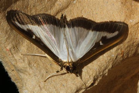 Box Tree Moth Cydalima Perspectalis 060722 Accidentally Flickr