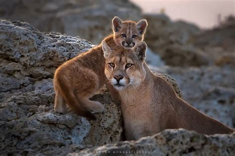 Consejos para tomar las mejores fotografías de fauna este verano