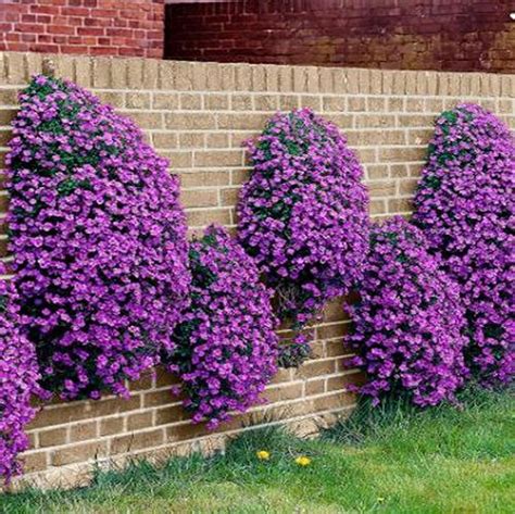 Rockcress Cascading Purple Flower Seeds Aubrieta Hybrida 50seeds Etsy