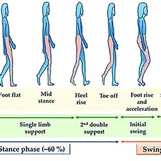 On Cycle Swing Phase Gait Graph