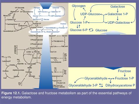 Ppt Metabolism Of Monosaccharides And Disaccharides Powerpoint