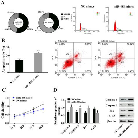 The Role Of Mir 488 In Inhibiting Cell Proliferation And Promoting Cell